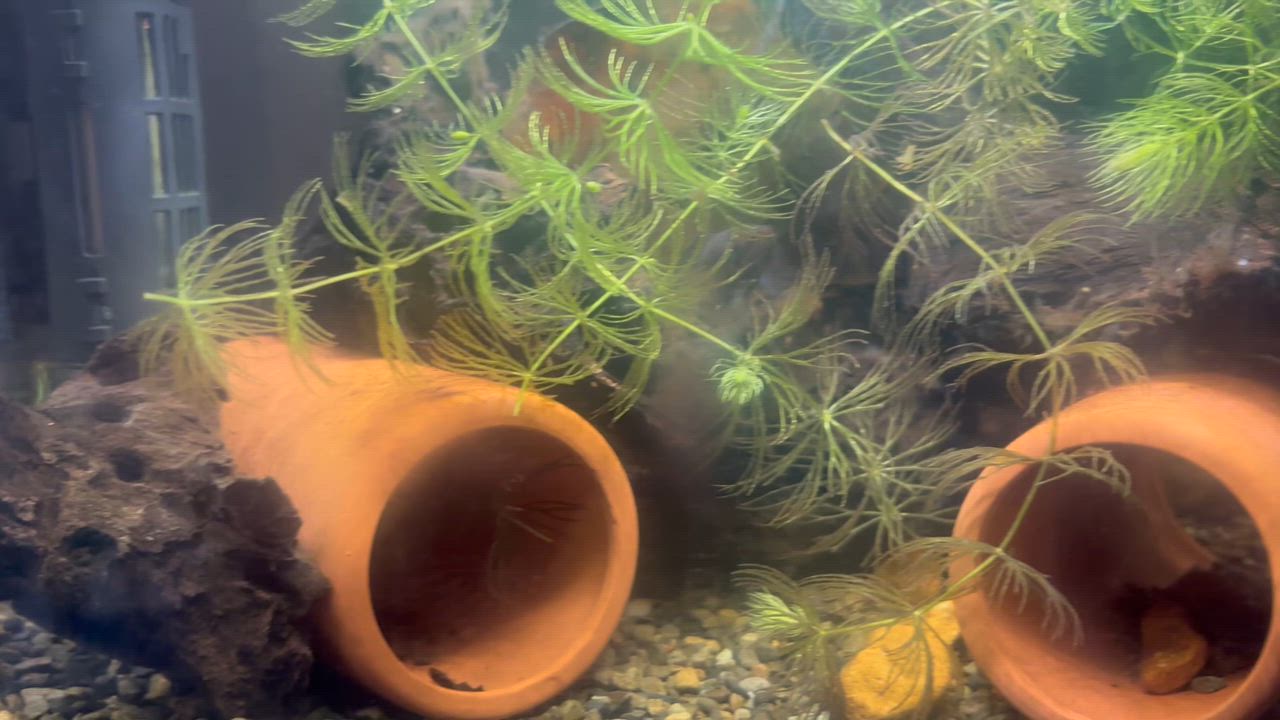 GEX（ジェックス） 天然流木 ミニサイズ（約10〜25cm） 1本