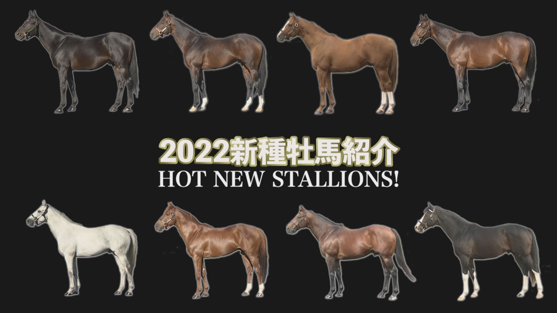 2022 新種牡馬紹介