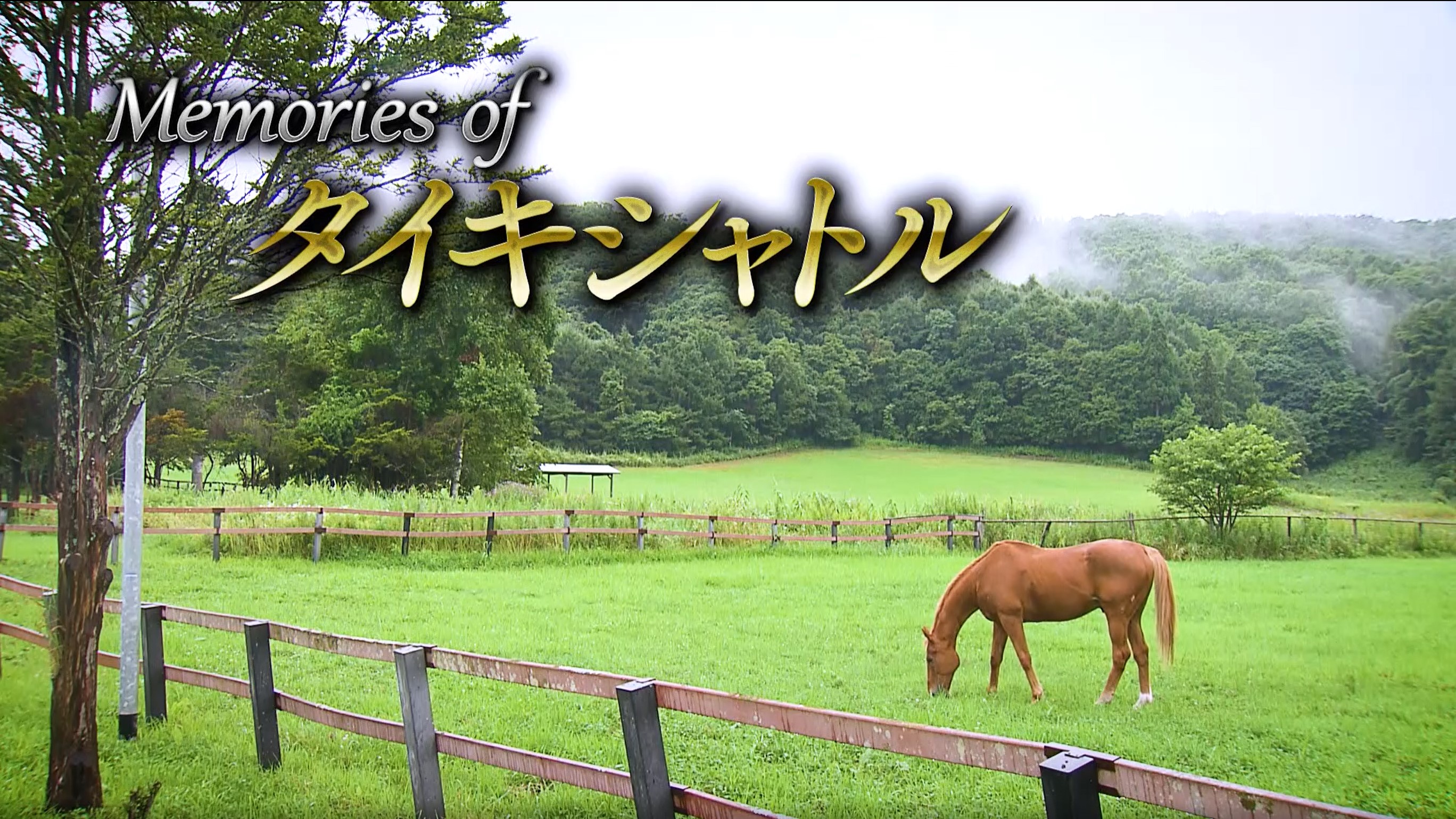 動画】タイキシャトル 追悼コンテンツ - スポーツナビ「JRA 日本