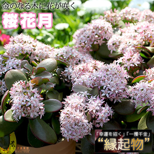 多肉植物の花 満開 中型鉢