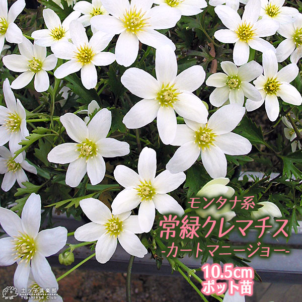 レア品種】花鉢 クレマチス【チェリーリップ】 | hanakobo