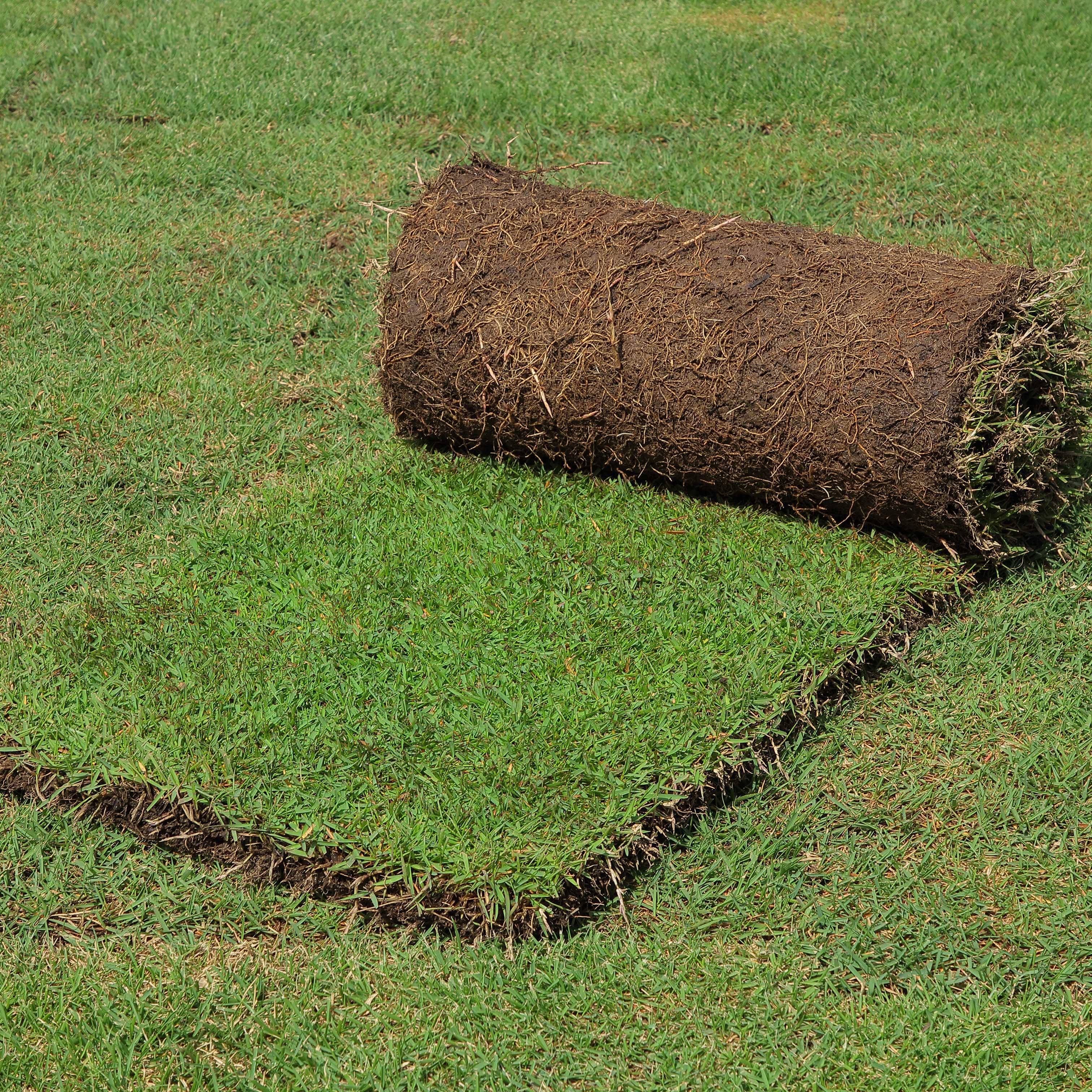 Benidai 芝生の種 ゼニゴケプラス エリオトロプラス　6個セット Benidai 芝生の種 ゼニゴケプラス エリオトロプラス 6個セット Benidai
