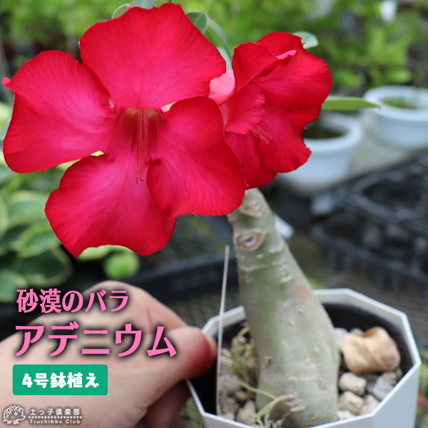 砂漠のバラ （ アデニウム ） 4号鉢植え 【選べる花色 人気品種2色