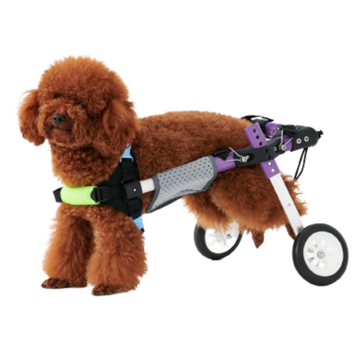 Amazon.co.jp: MIKEART 犬用車椅子 歩行器 車いす 4輪 歩行補助