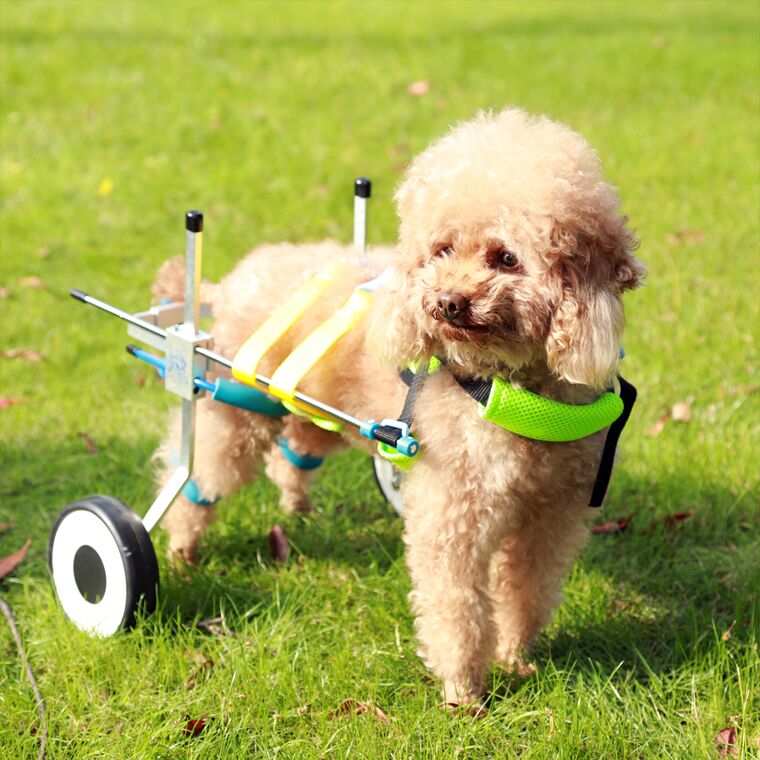 トイプードル4輪　リハビリ　食事補助　犬用車椅子　介護用品　犬の歩行器 楽天市場】【2個で4%off☆SALE】歩行器 犬用 補助輪 犬用車いす