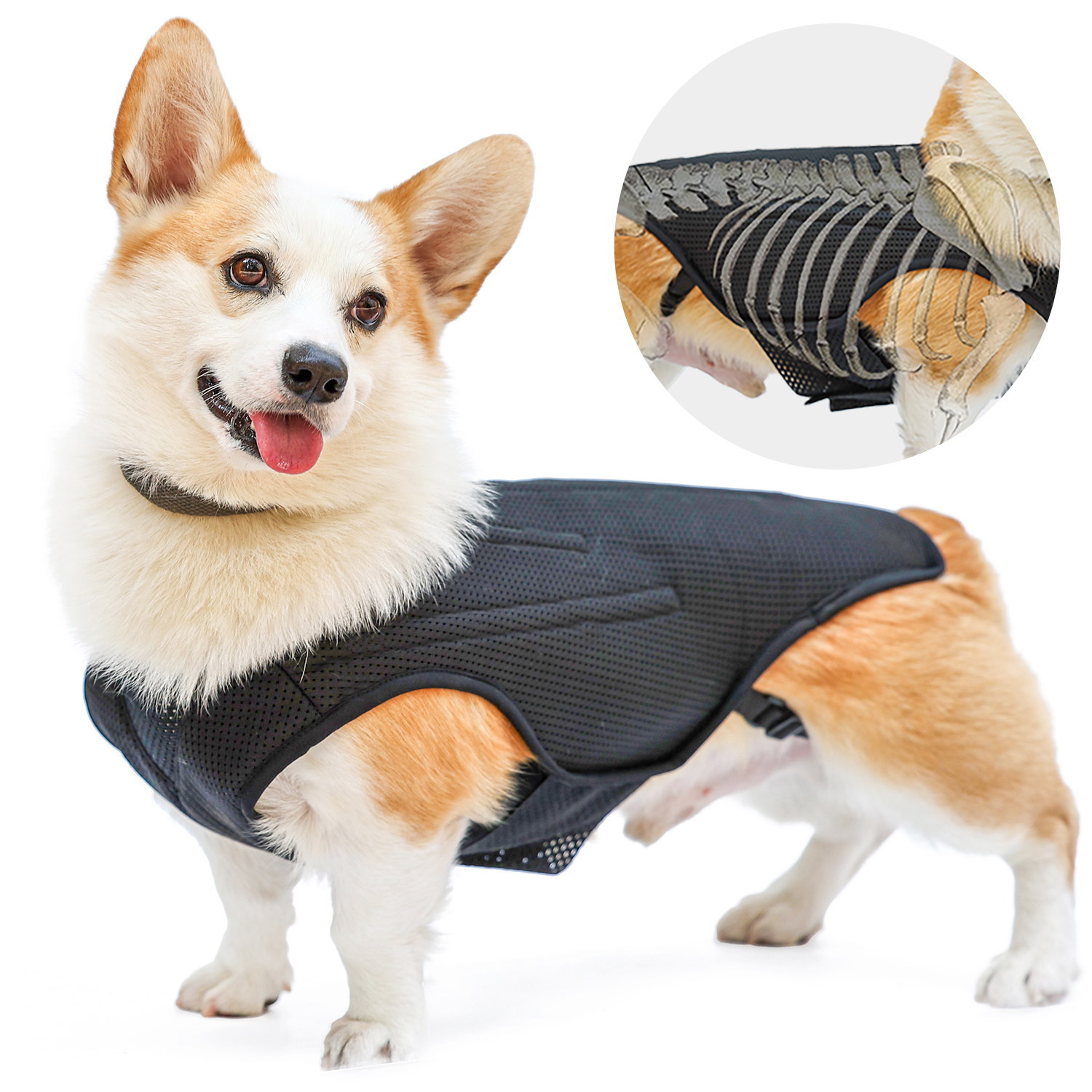 エスツーコルセット オーダーメイド 犬用コルセット ヘルニア