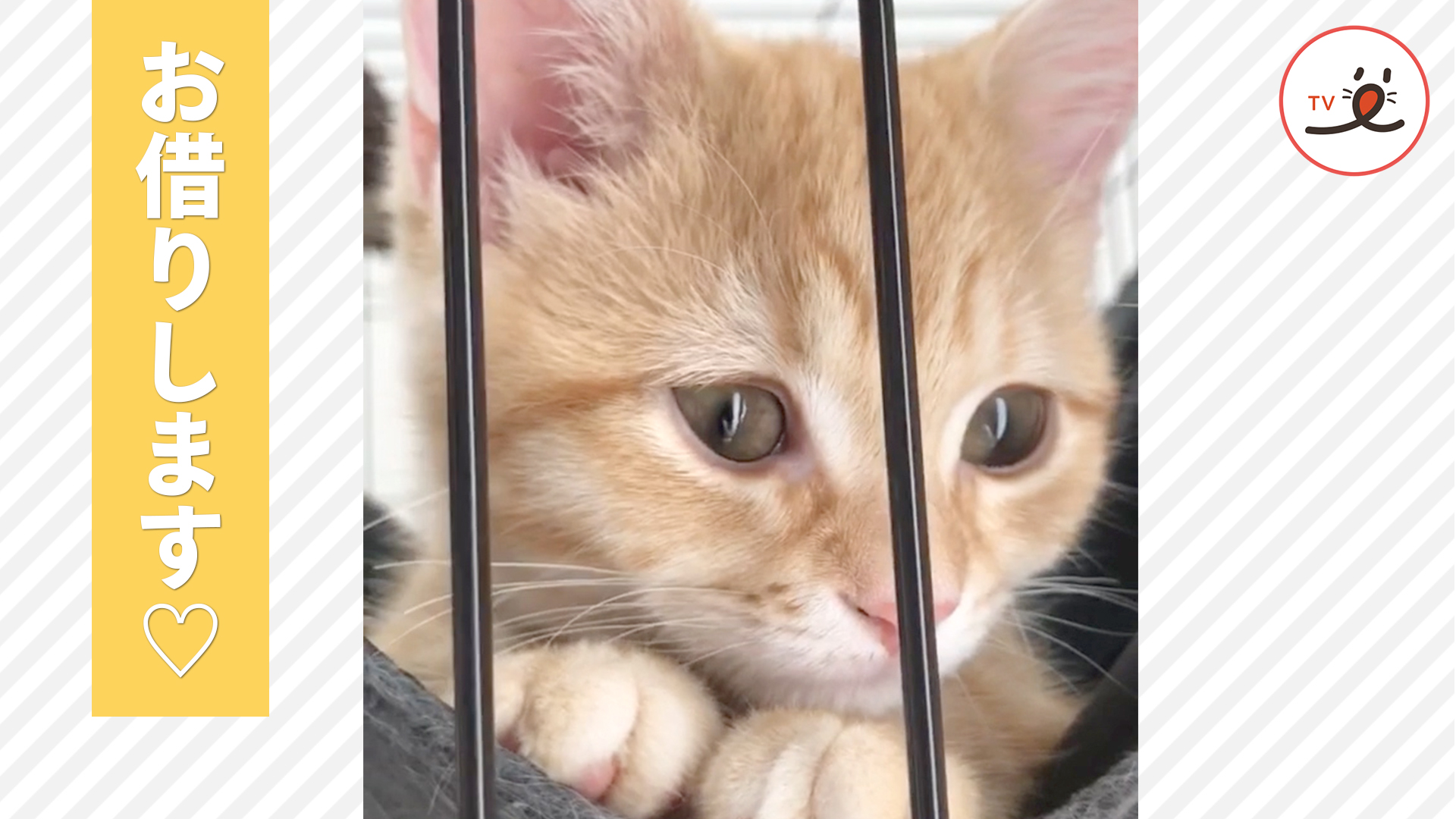 姉猫の留守中に……！ - PECO TV | Yahoo! JAPAN