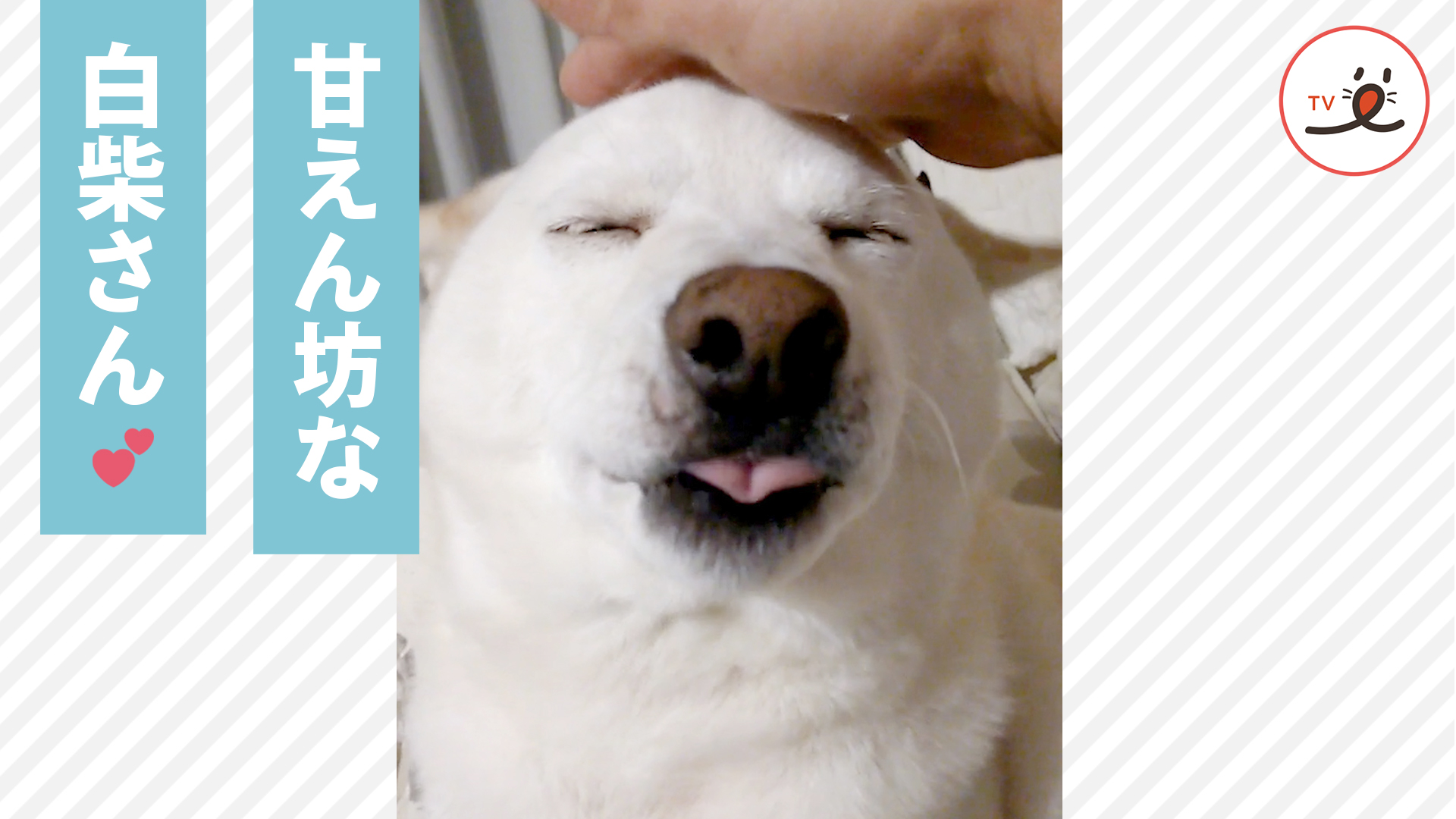 柴犬さんの頭にある “スイッチ” に触れると……♪ - PECO TV