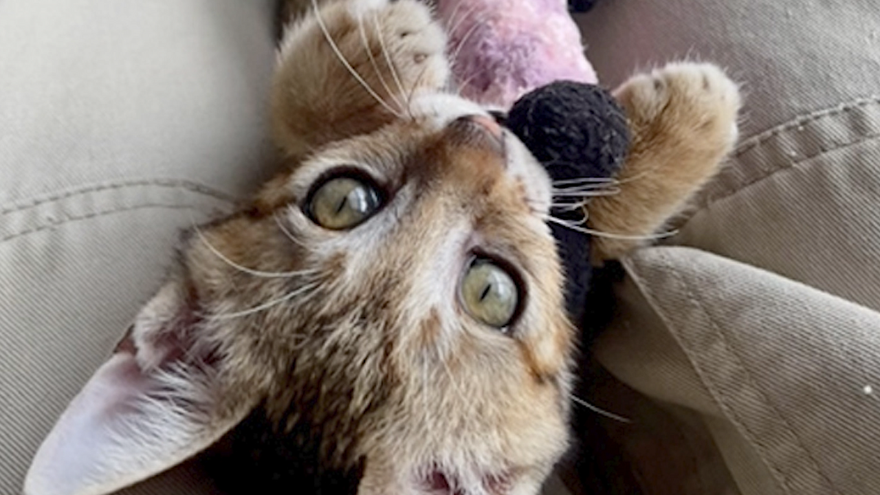 保護猫ちゃん　お幸せに sddefault.jpg