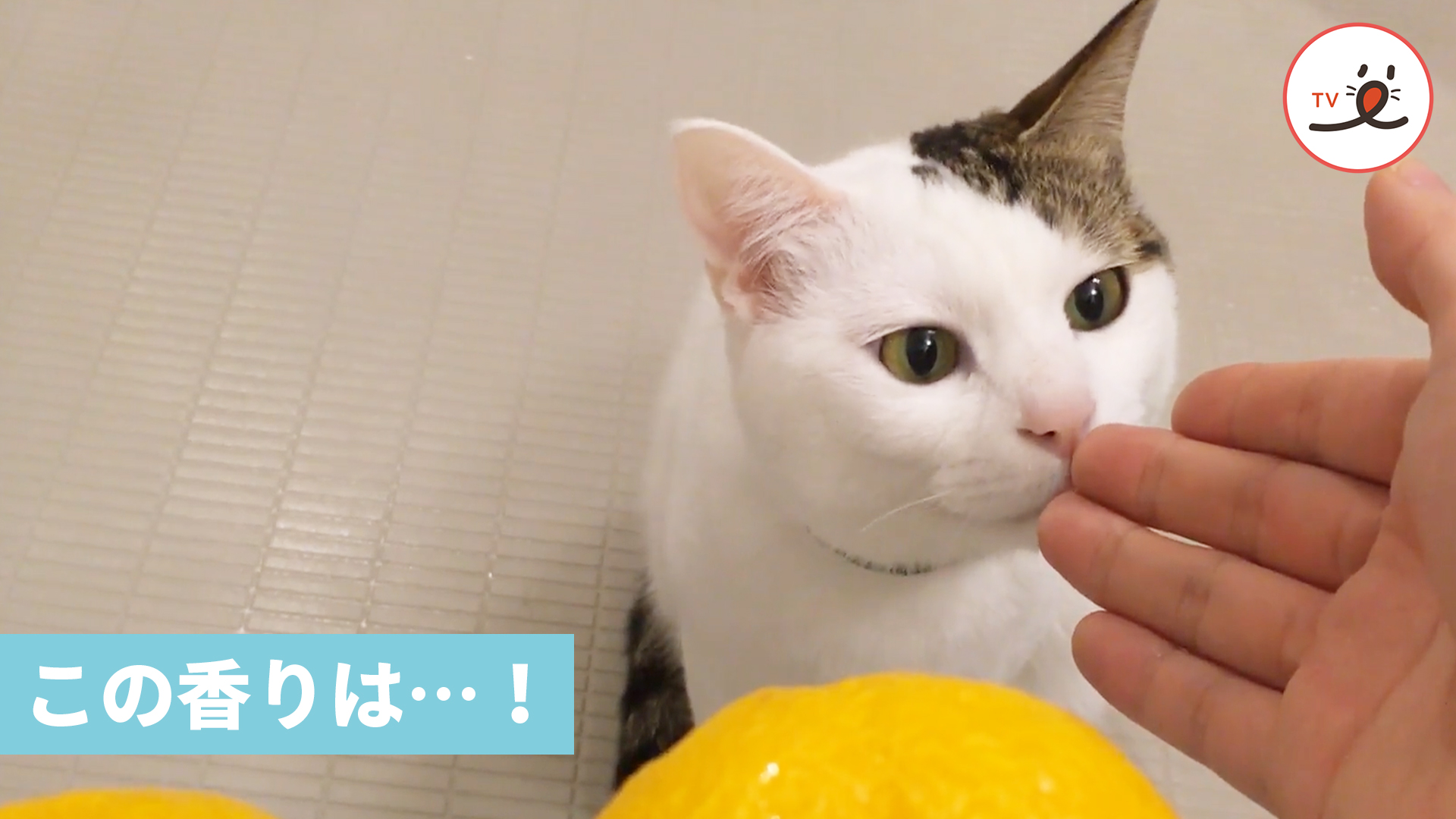ゆず湯を覗きに来たニャンコの表情が……(笑) - PECO TV | Yahoo! JAPAN