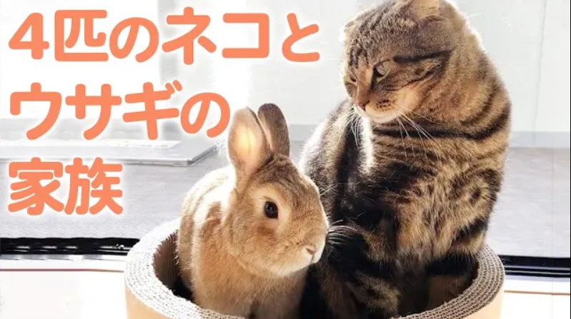 ウサギと猫が一緒に暮らすと ゆるくほっこりな大家族の誕生です Peco Tv Yahoo Japan