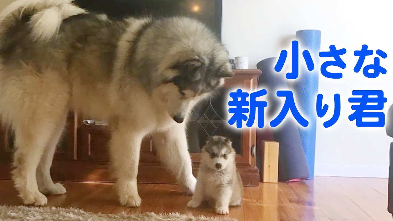 ハスキー犬じゃないよ モフモフの大型犬マラミュートの兄弟が 仲良く 大きくなっていく Peco Tv Yahoo Japan