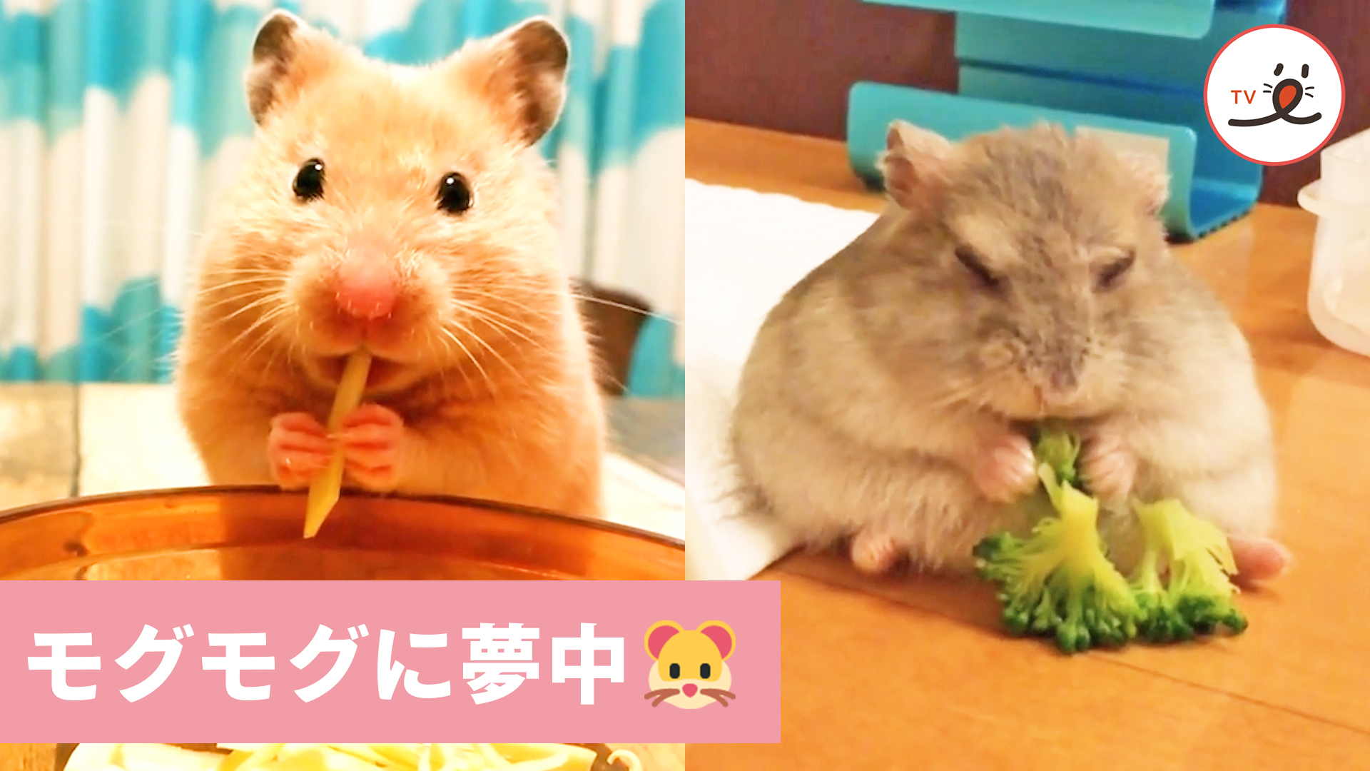 ハムスターたちの一生懸命なもぐもぐタイムにきゅん！ PECO TV Yahoo! JAPAN