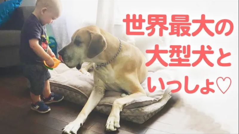 犬と赤ちゃん 世界一の大型犬が 赤ちゃんを守ってくれるお家 Peco Tv Yahoo Japan