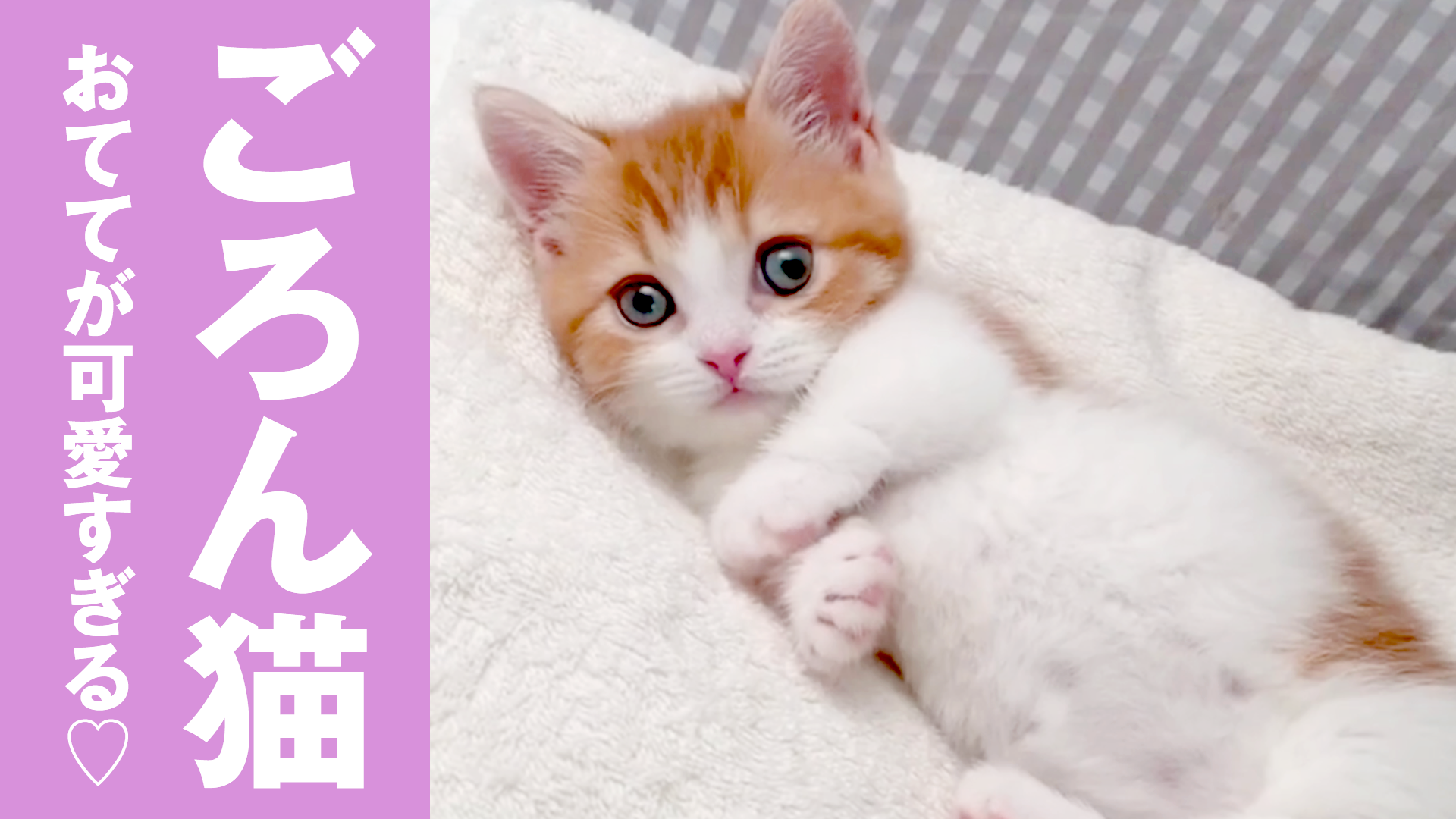おててが可愛い♡仰向けごろんする子猫 - ねこちゃんホンポ TV | Yahoo