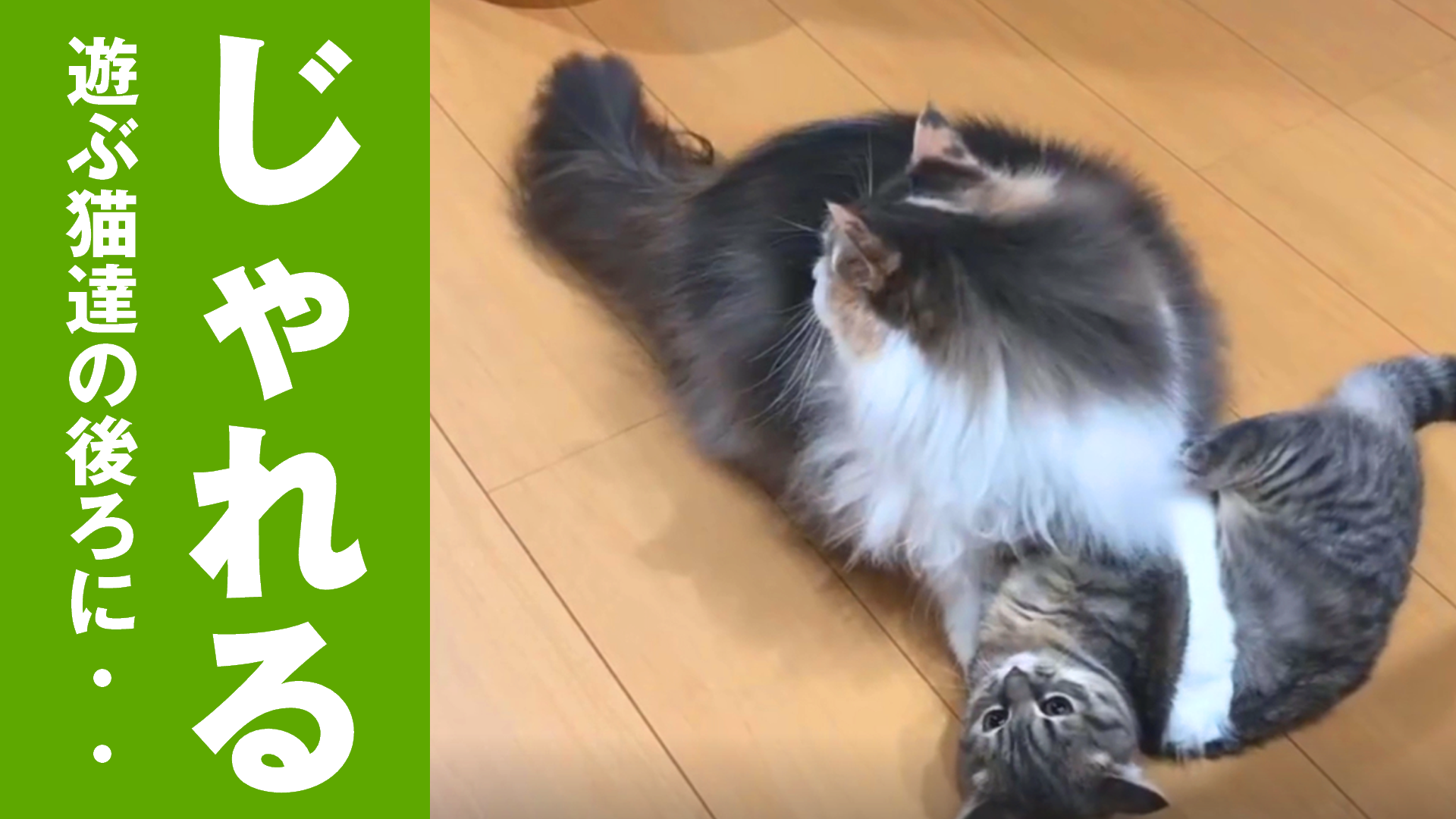自由 じゃれる猫たちの後ろでゆっくりとくつろぐ猫 ねこちゃんホンポ Tv Yahoo Japan