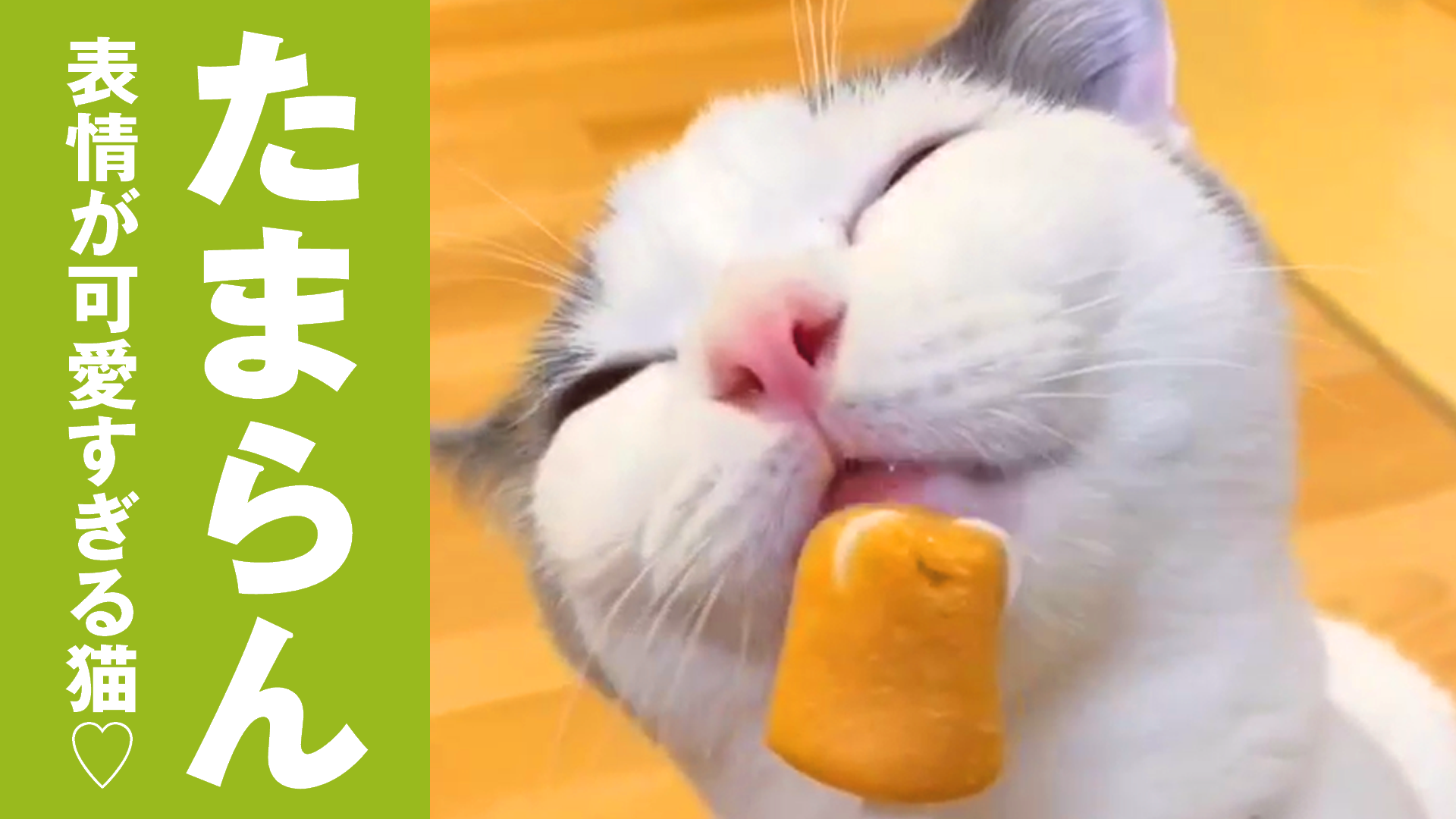 おやつが美味しすぎてぺろぺろが止まらない猫 ねこちゃんホンポ Tv Yahoo Japan
