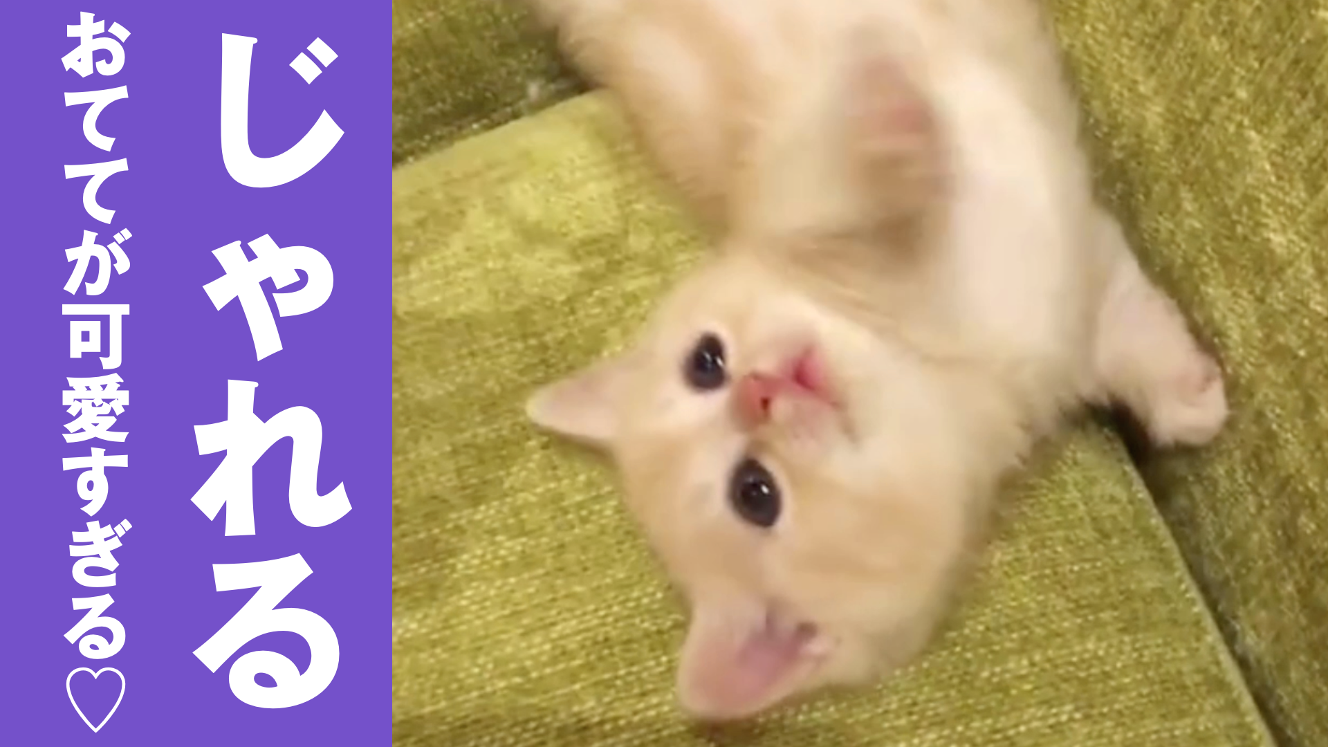 可愛すぎて悶絶 自分の足でじゃれる子猫 ねこちゃんホンポ Tv Yahoo Japan
