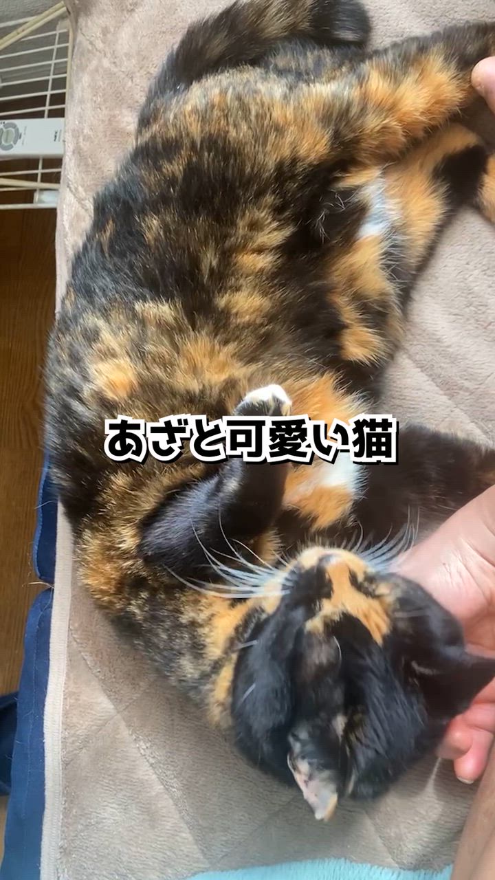 【あざと可愛い猫】 - VideoCash/ビデオキャッシュ | Yahoo! JAPAN