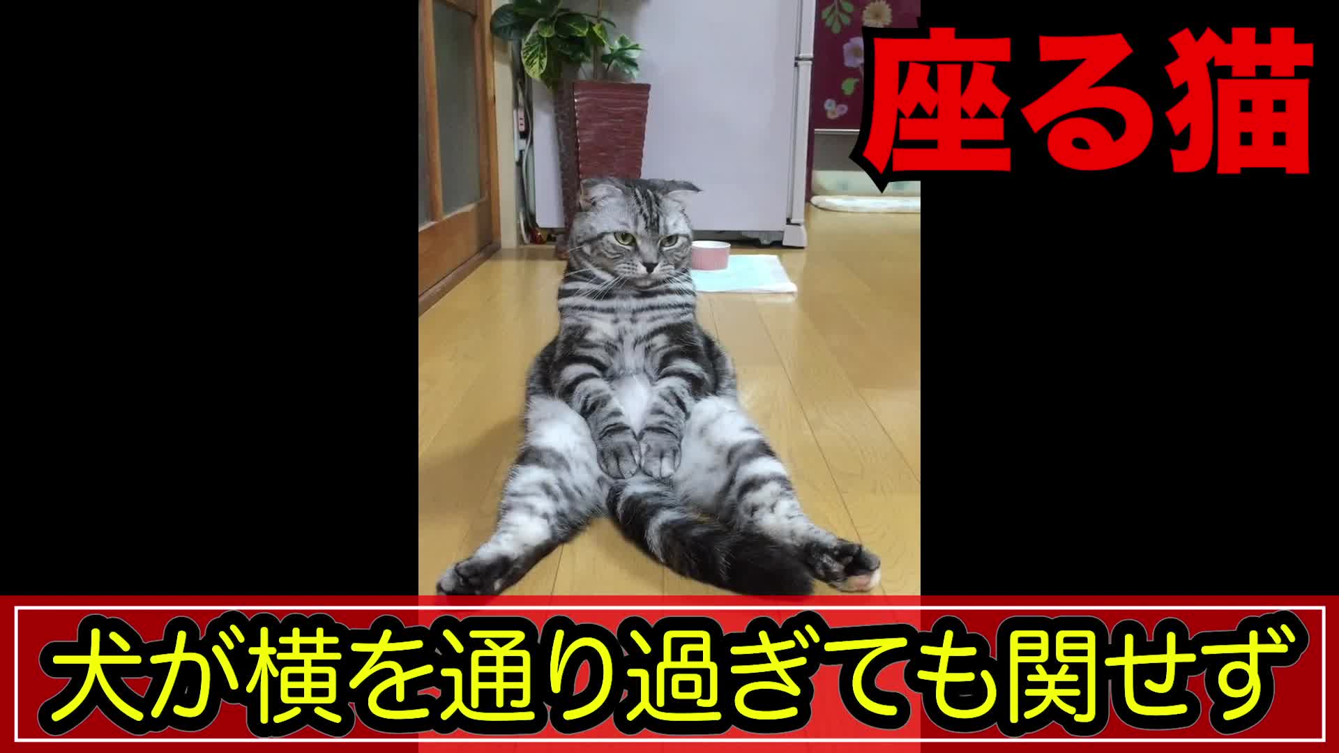 スコ座り 犬がきても座り続ける猫 Videocash ビデオキャッシュ Yahoo Japan