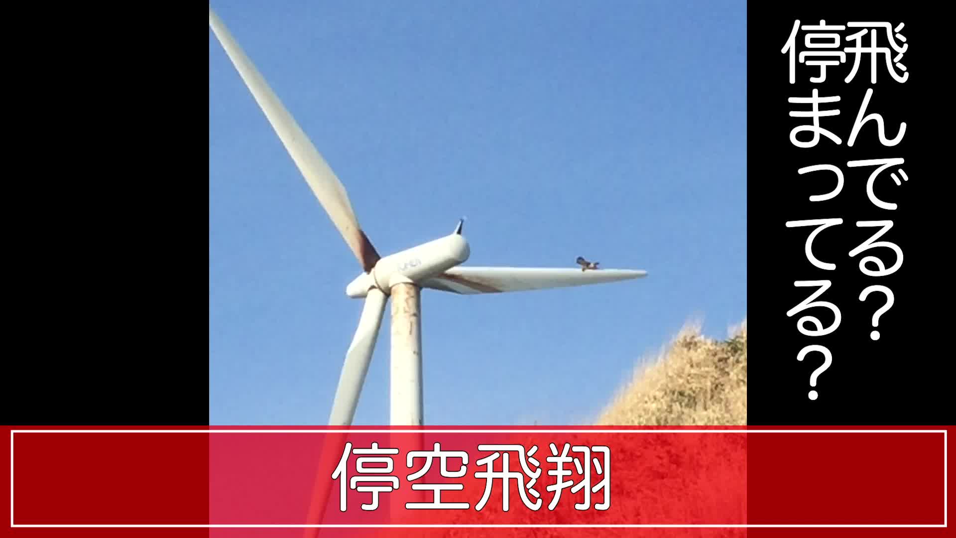 風力発電の風車と遊んでいるようにしか見えない鳥の停空飛翔 Videocash ビデオキャッシュ Yahoo Japan