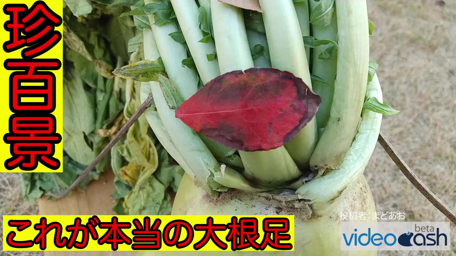 珍百景 これが本当の大根足 Videocash ビデオキャッシュ Yahoo Japan