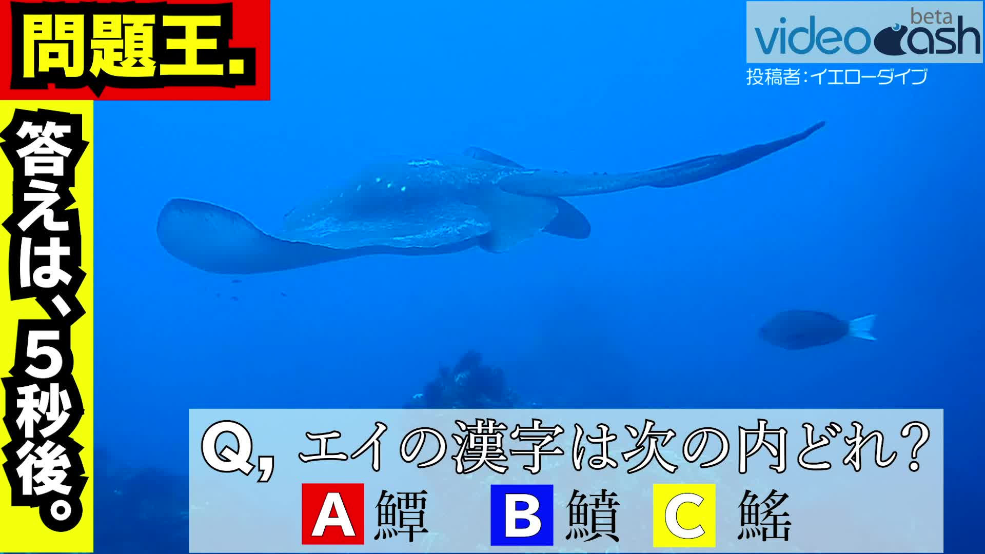問題です 鱏 鱝 鰩 魚のエイの漢字は次のどれでしょうか Videocash ビデオキャッシュ Yahoo Japan
