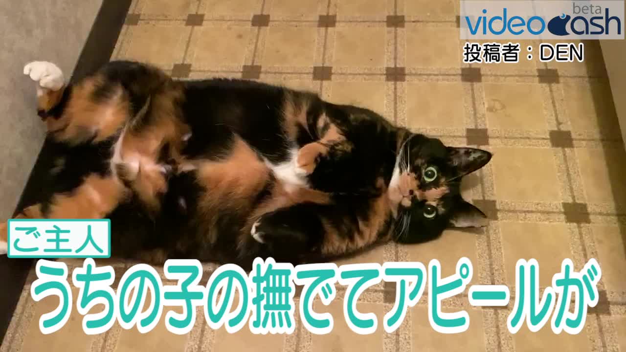 わざわざあざといポーズで撫でてアピールする愛猫ぷっちょ Videocash ビデオキャッシュ Yahoo Japan