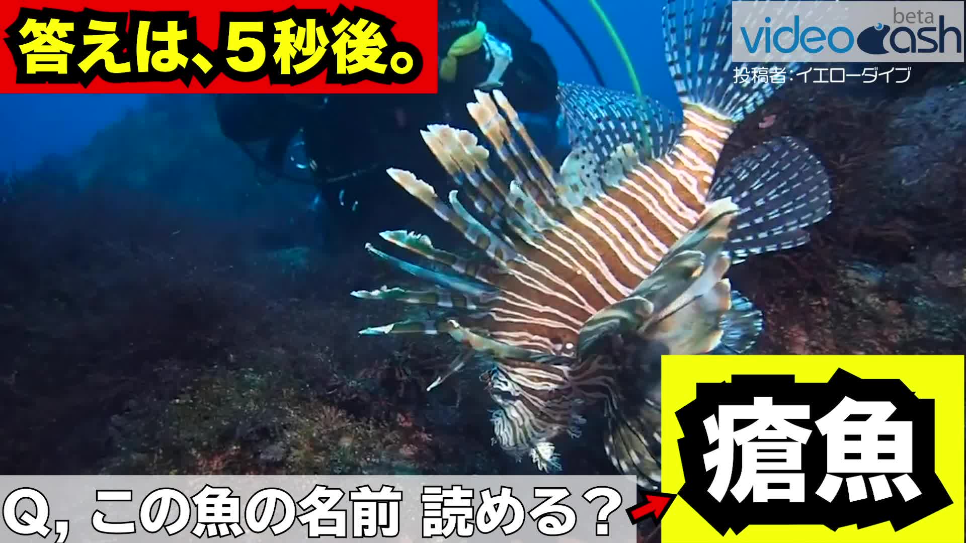 この魚の漢字 瘡魚 読めますか Videocash ビデオキャッシュ Yahoo Japan