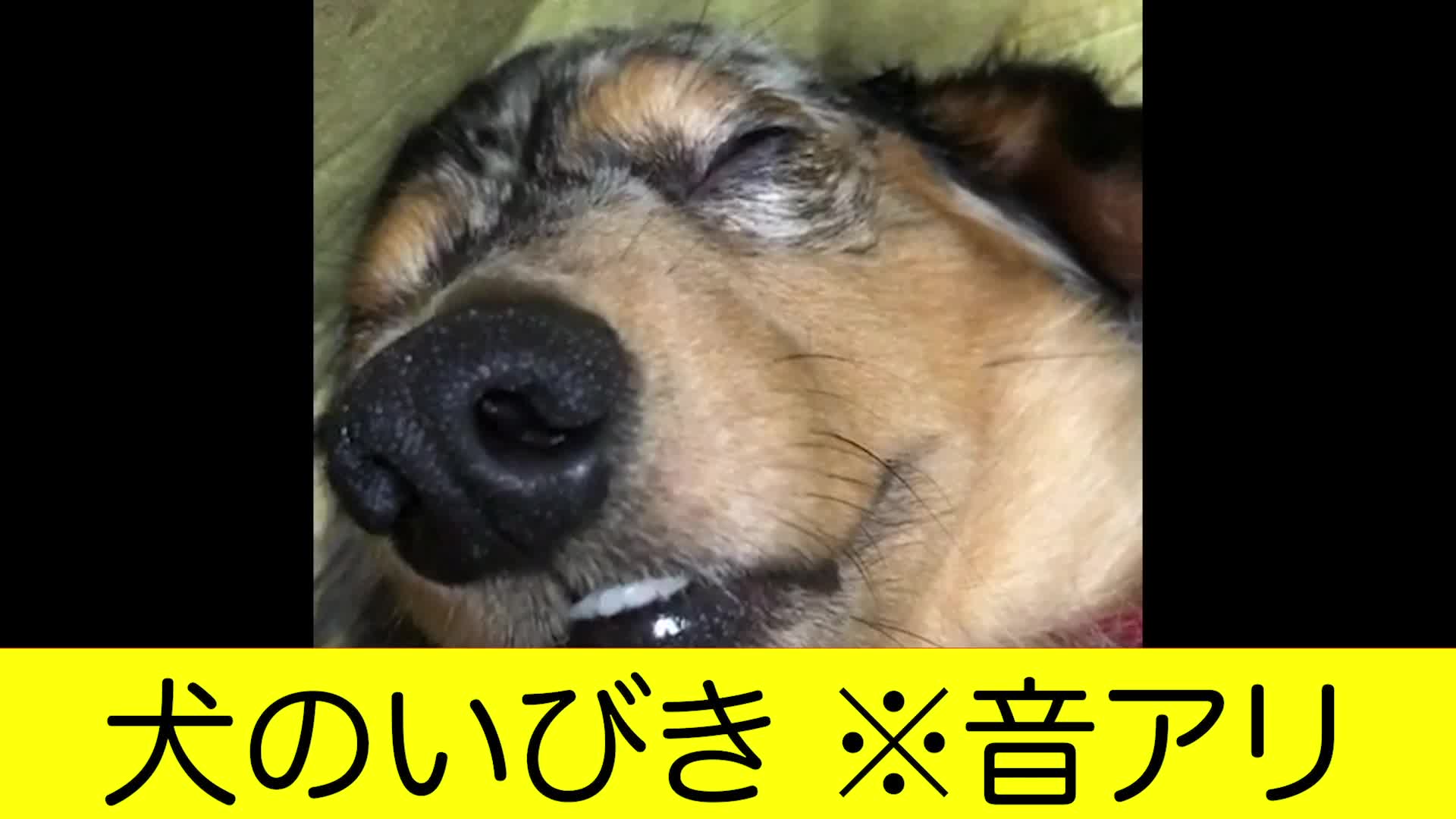 ダックスフンド おっさんのような犬のいびき Videocash ビデオキャッシュ Yahoo Japan