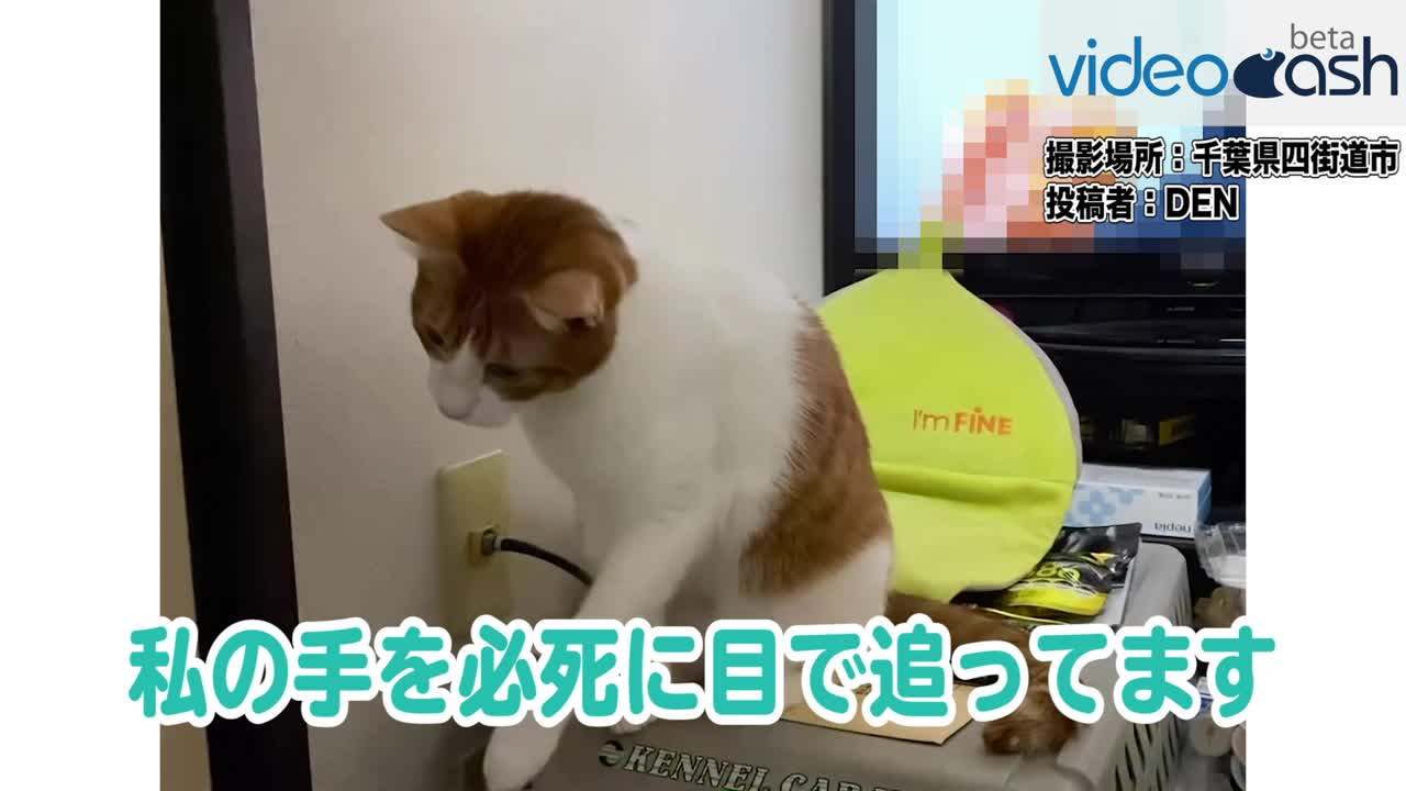 大好きな指を追いかけまわす目がマジな愛猫をご覧ください Videocash ビデオキャッシュ Yahoo Japan