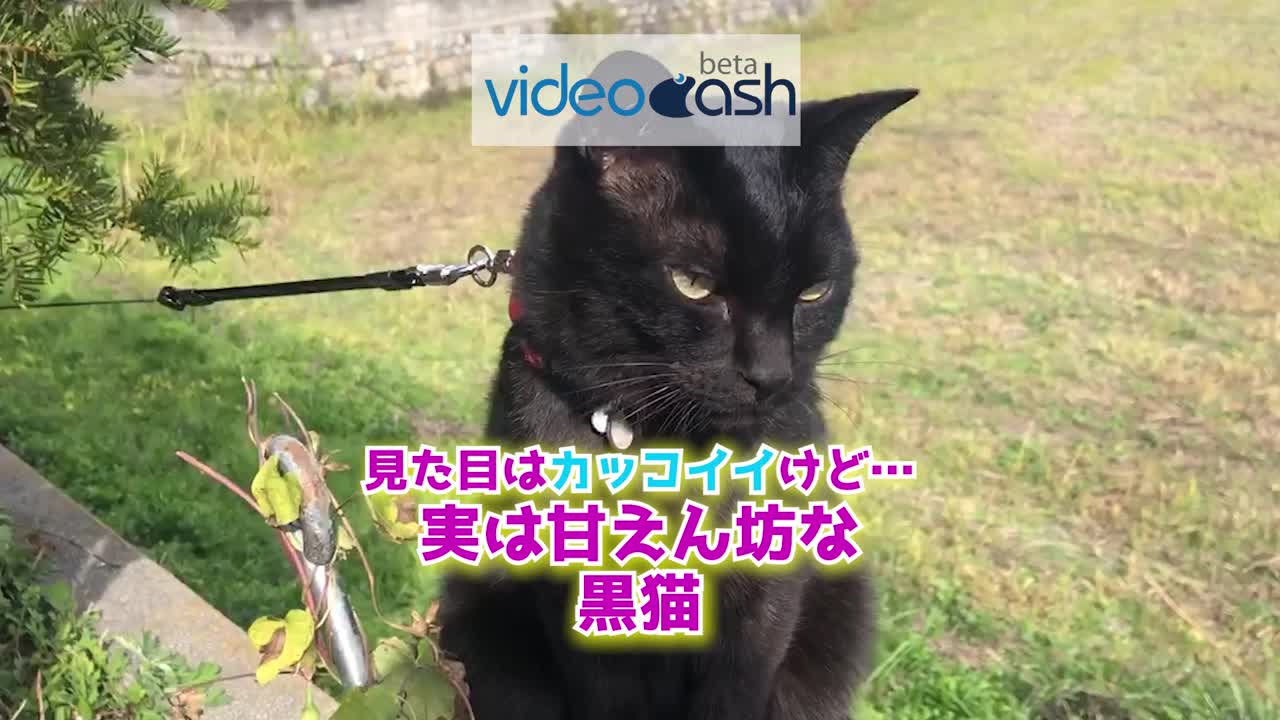 見た目はカッコイイけど 実は甘えん坊な黒猫 Videocash ビデオキャッシュ Yahoo Japan