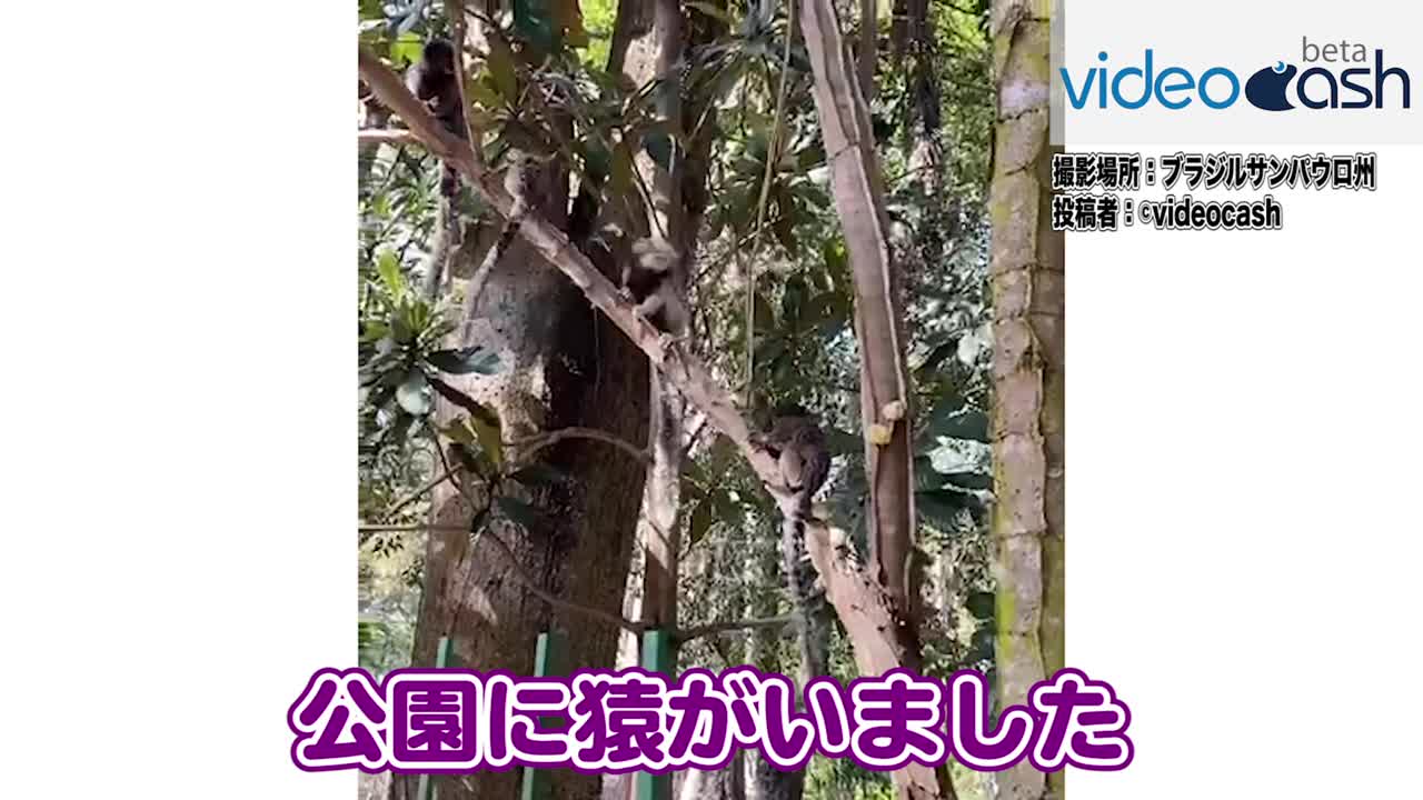 ブラジルのサルは元気良すぎ ぴょんぴょん飛び跳ねます Videocash ビデオキャッシュ Yahoo Japan