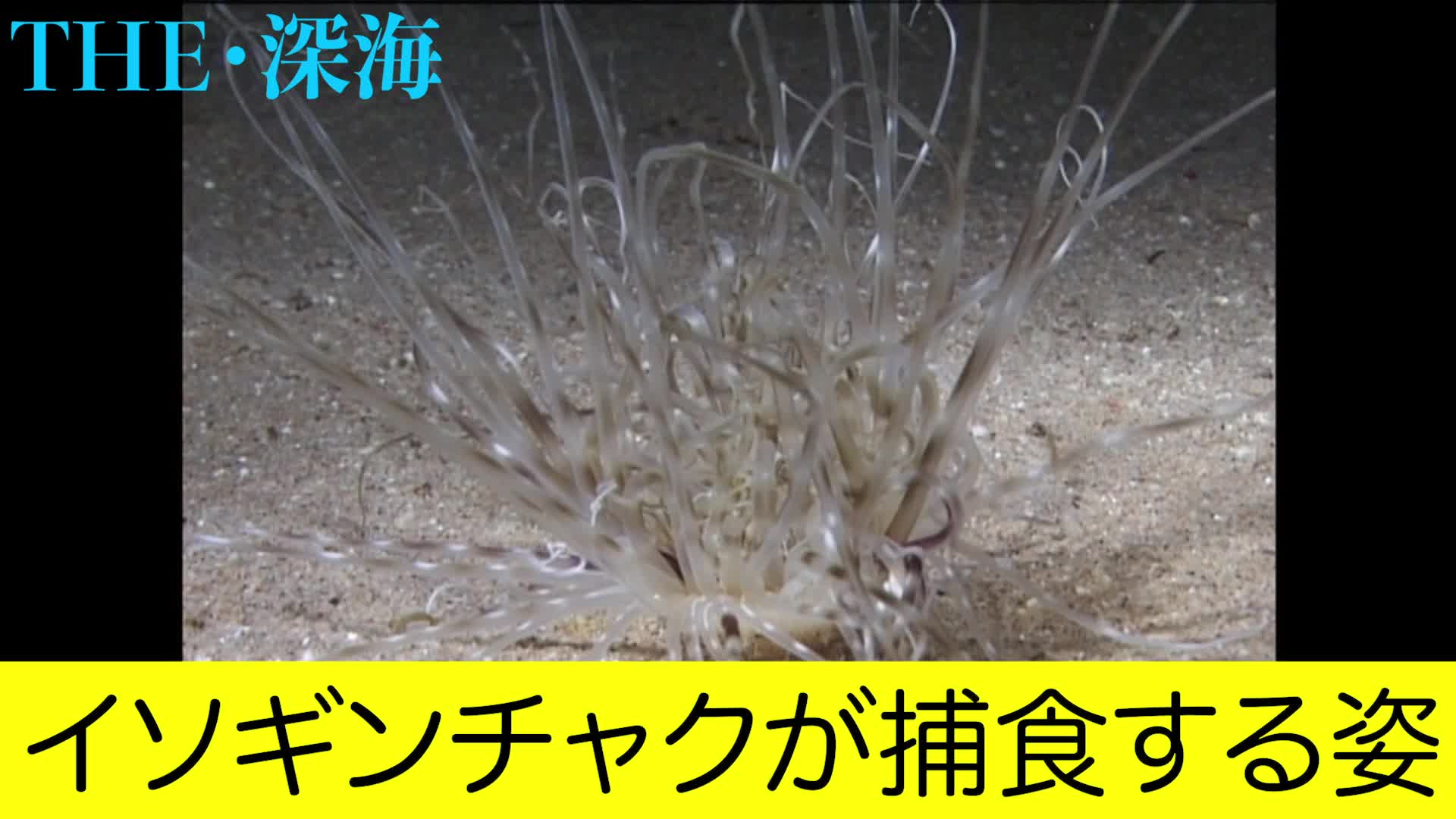 イソギンチャクが捕食する姿 Videocash ビデオキャッシュ Yahoo Japan