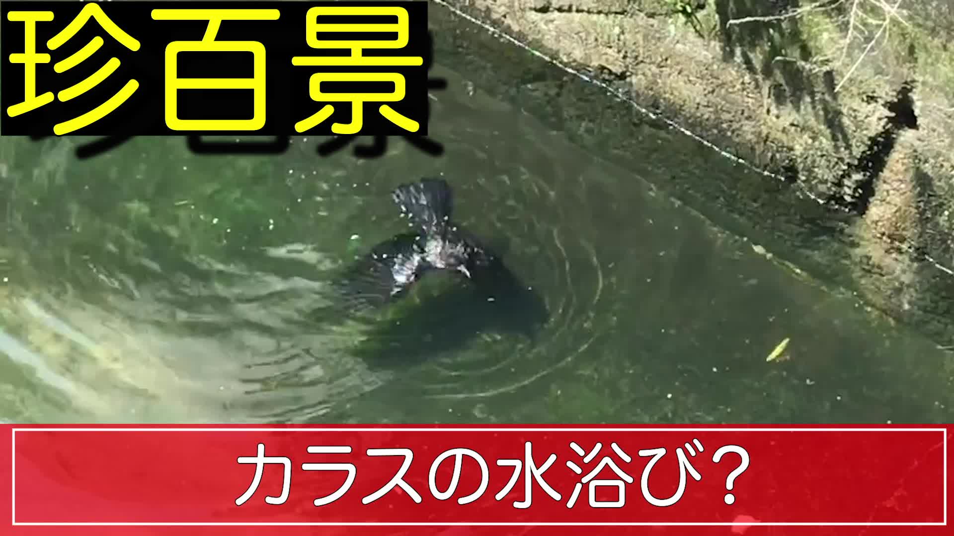 衝撃 泳ぐカラス Videocash ビデオキャッシュ Yahoo Japan