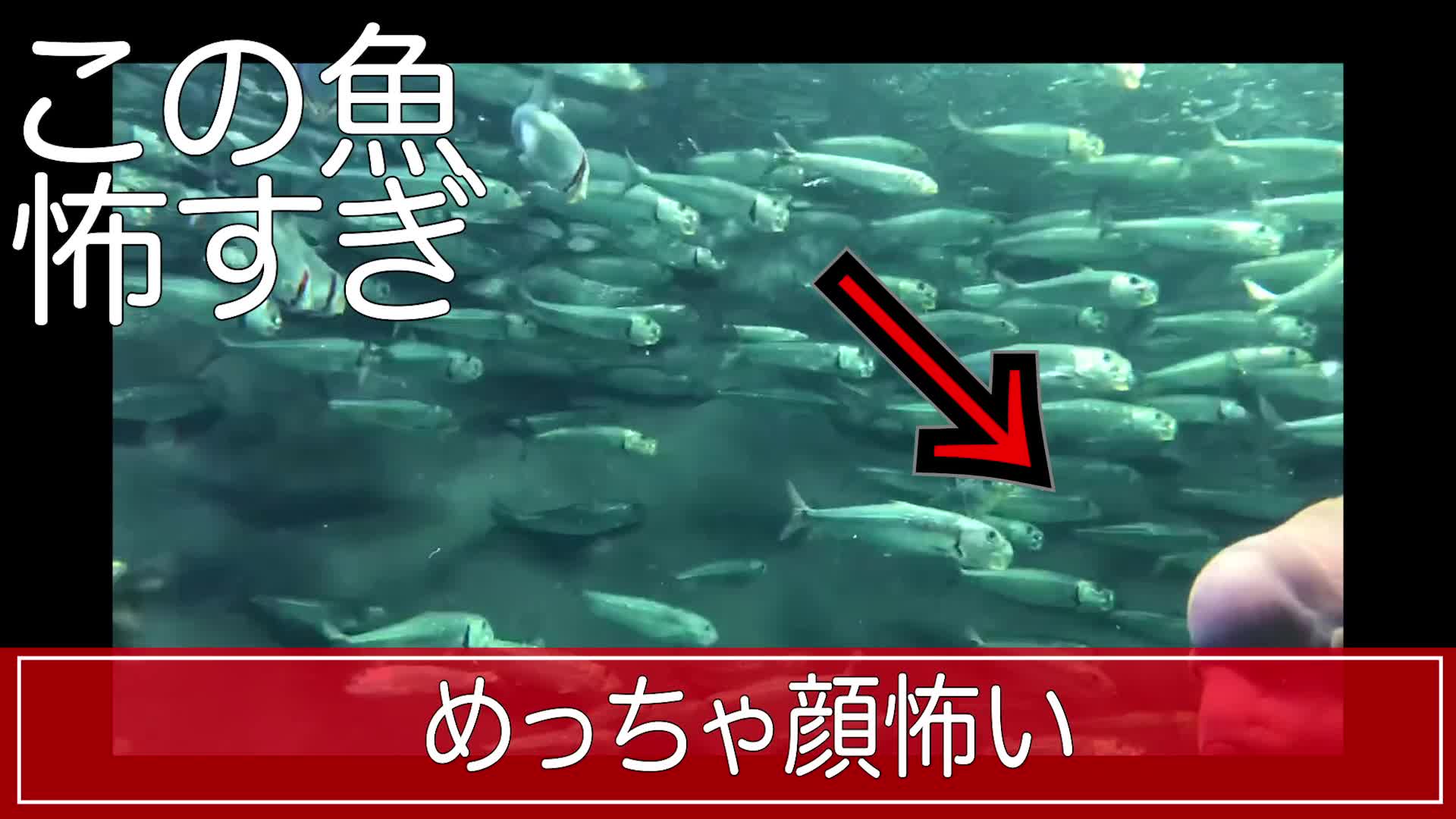 恐怖 顔が怖すぎるお魚 Videocash ビデオキャッシュ Yahoo Japan