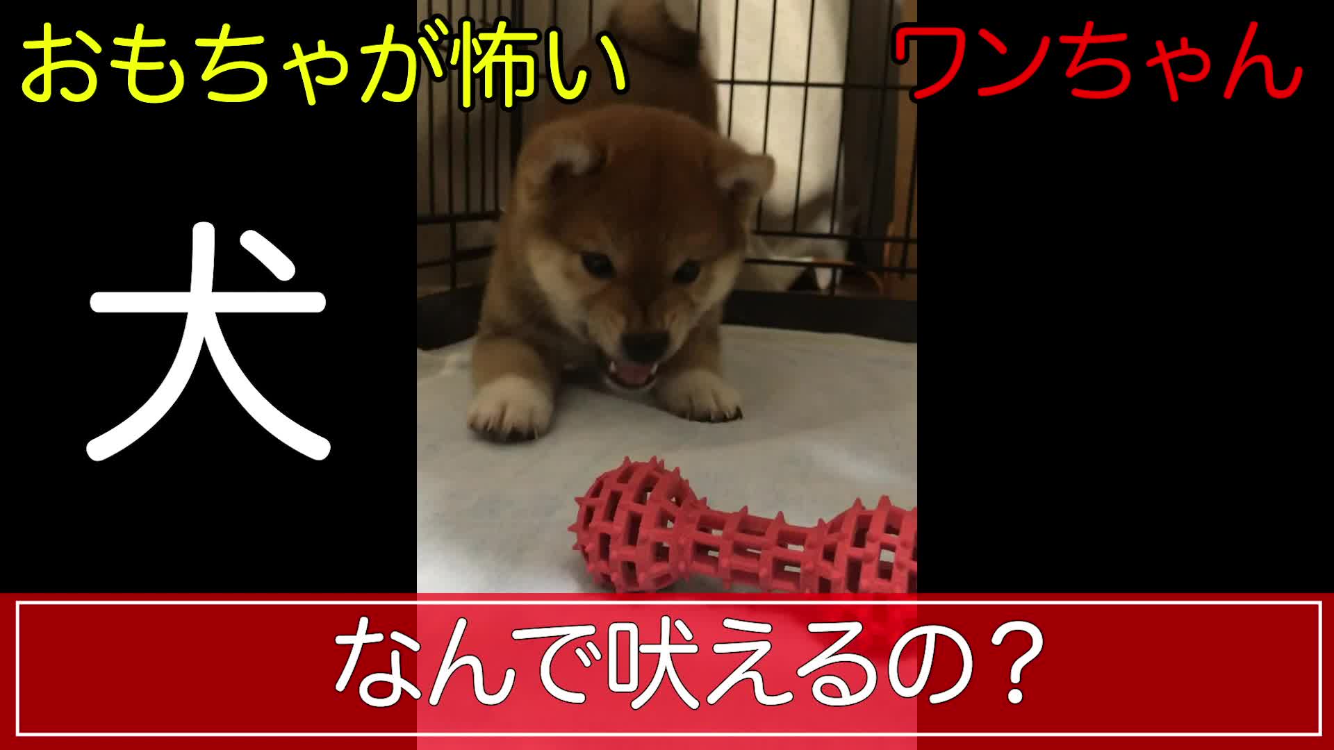 【珍百景】おもちゃを怖がる生後2ヶ月の子犬 videocash/ビデオキャッシュ Yahoo! JAPAN