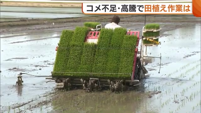 米不足の中“田植え”に変化？加工用米作らず全て“主食用米”に切り替え販売価格上昇には喜びの声も「これまでが安すぎた」新潟