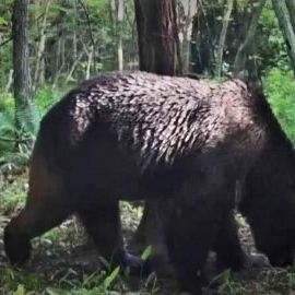 牛襲う”忍者グマ”OSO18の恐怖再び…ヒグマに子ウシ8頭襲われ4頭死ぬ クマを捕獲するための「箱わな」牧場付近に設置 猟友会などと今後の対策を協議 北海道別海町