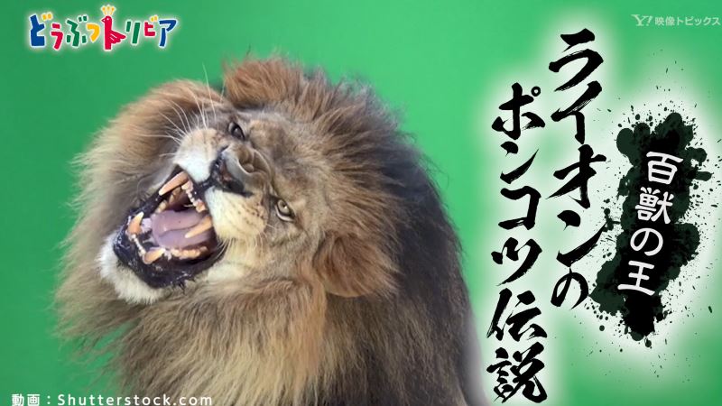 百獣の王 ライオンのポンコツ伝説 どうぶつトリビア Yahoo Japan Yahoo Japan