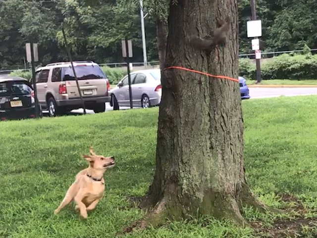 リスと犬、永遠に終わらぬ追いかけっこ - Yahoo! JAPAN | Yahoo! JAPAN