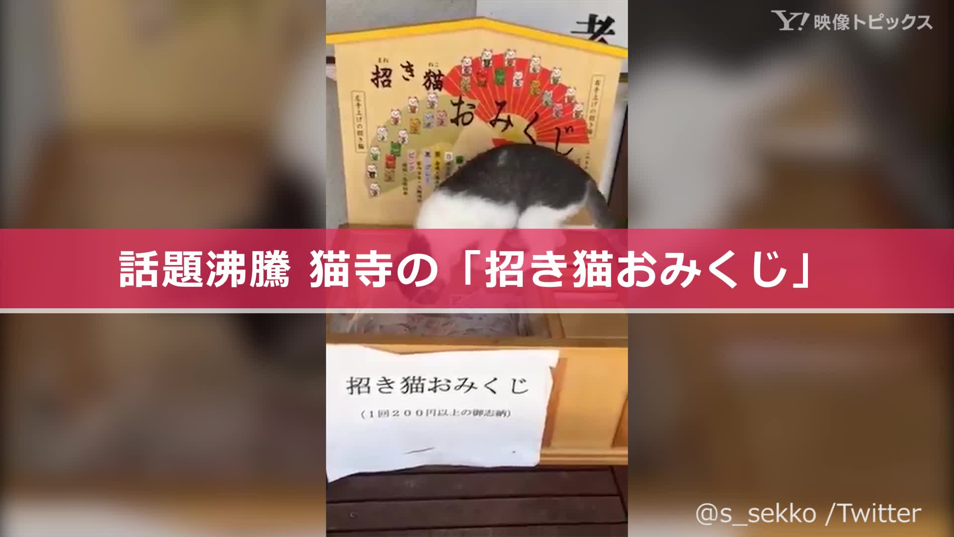 話題沸騰 猫寺の 招き猫おみくじ Yahoo Japan Yahoo Japan