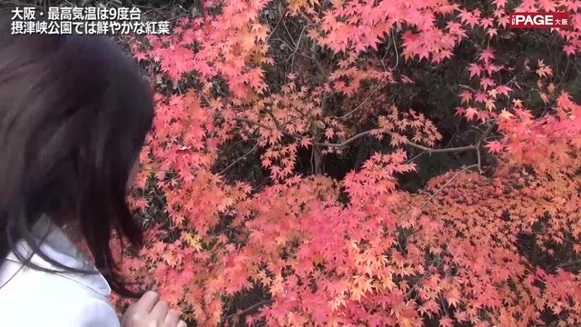 大阪 最高気温は9度台 摂津峡公園では鮮やかな紅葉 The Page Yahoo ニュース 大阪 最高気温は9度台 摂津峡公園では鮮やかな紅葉 The Page Yahoo ニュース