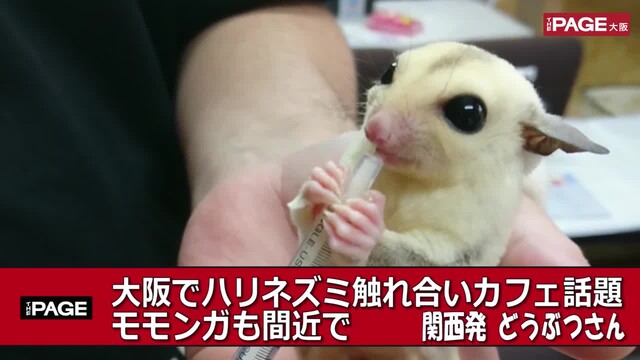 淀川のハリネズミ触れ合いカフェ話題 大阪で唯一モモンガも間近で The Page Yahoo ニュース 淀川のハリネズミ触れ合いカフェ話題 大阪で唯一モモンガも間近で The Page Yahoo ニュース
