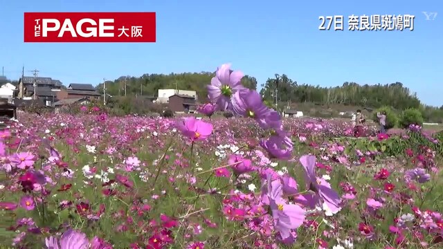 古都 奈良を彩る色鮮やかなコスモス畑 さわやかな秋空広がる The Page Yahoo ニュース 古都 奈良を彩る色鮮やかなコスモス畑 さわやかな秋空広がる The Page Yahoo ニュース