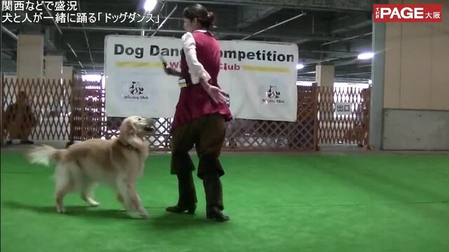 愛らしさいっぱい 犬と人が一緒に踊る ドッグダンス って何 The Page Yahoo ニュース 愛らしさいっぱい 犬と人が一緒に踊る ドッグダンス って何 The Page Yahoo ニュース