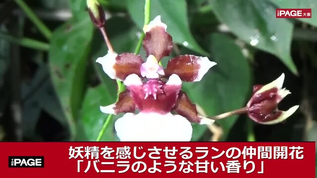 妖精を感じさせるランの仲間開花 バニラのような甘い香り The Page Yahoo ニュース 妖精を感じさせるランの仲間開花 バニラのような甘い香り The Page Yahoo ニュース