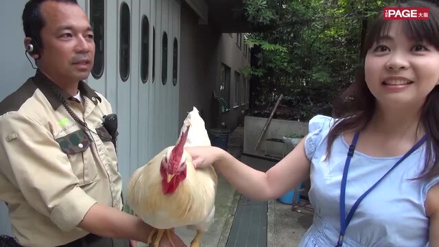 エサから一転人気者に 天王寺動物園 幸運のニワトリ 話題 The Page Yahoo ニュース エサから一転人気者に 天王寺動物園 幸運のニワトリ 話題 The Page Yahoo ニュース