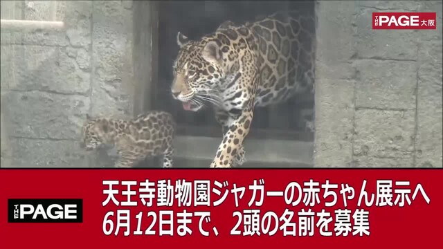 天王寺動物園ジャガーの赤ちゃん展示へ 飼育員 名前つけて The Page Yahoo ニュース 天王寺動物園ジャガーの赤ちゃん展示へ 飼育員 名前つけて The Page Yahoo ニュース