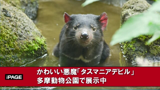 かわいい悪魔 タスマニアデビル が絶滅の危機に 多摩動物公園で展示中 The Page Yahoo ニュース かわいい悪魔 タスマニアデビル が絶滅の危機に 多摩動物公園で展示中 The Page Yahoo ニュース